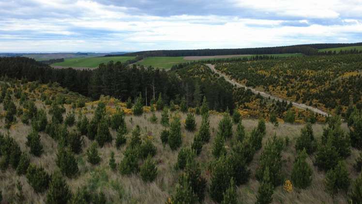 The Dasher Road Maraeweka_9