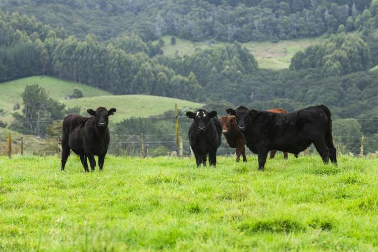 232 Kotare Road Ruakituri_22