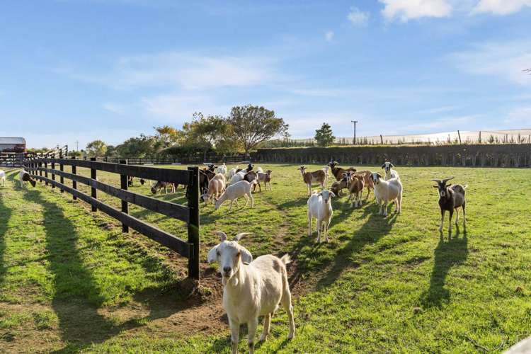 190a Ellett Road Karaka_29