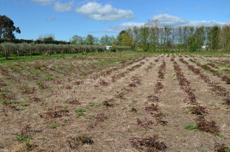 83 Boundary Road Upper Plain_5