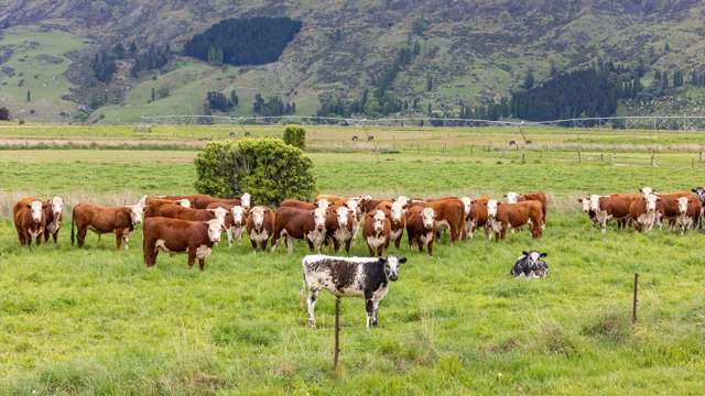 Prime Teviot Valley Irrigated Land