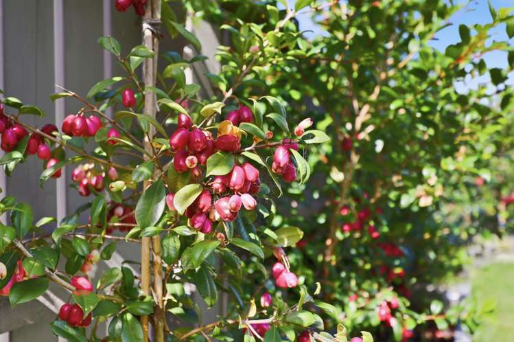 2 Kutukutu Street Takanini_31