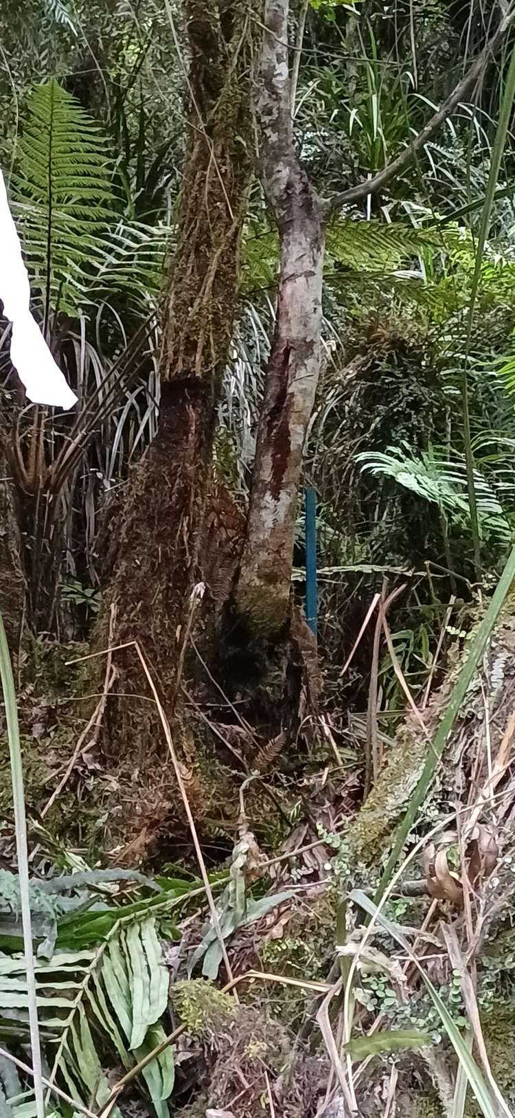 Ballarat Rise Awatuna_14