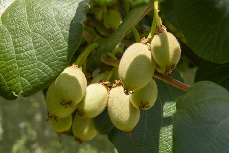 186 Beach Road Katikati_7