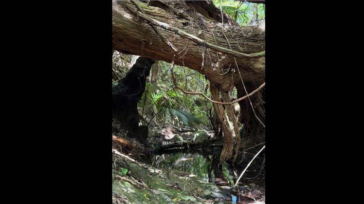 62 Kaitoke Lane Great Barrier Island_6