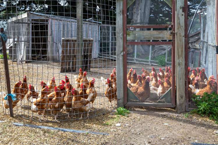 1905 Christchurch Akaroa Road Motukarara_22