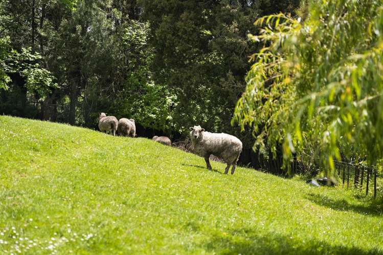 24 Tawhero Road Ararimu_23