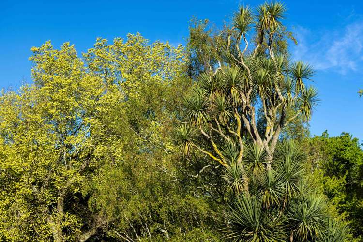 Rowallan Road Darfield_29