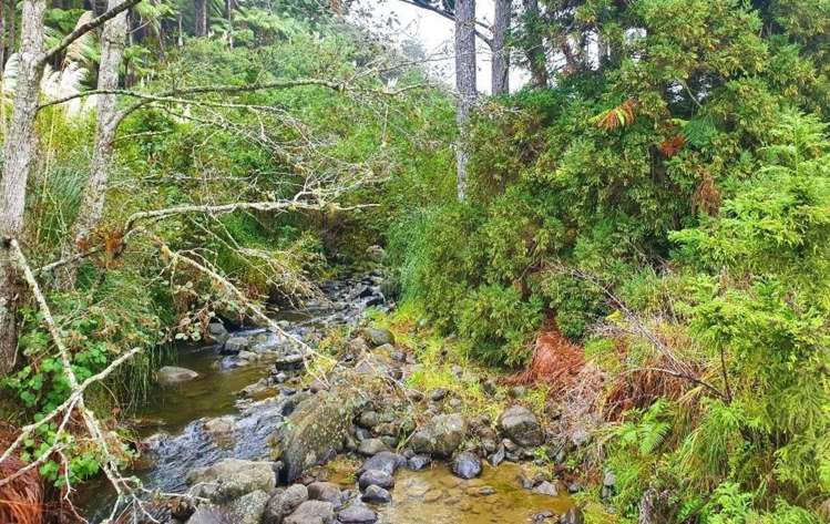 Wekaweka Road Waimamaku_15