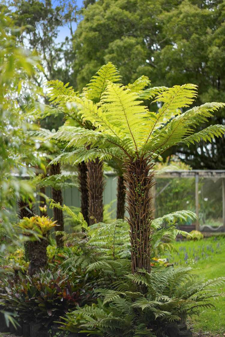 28 Parkhurst Road Helensville_17