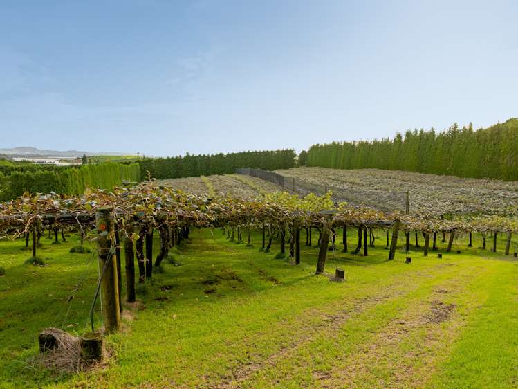 24c Pahoia Road Whakamarama_5