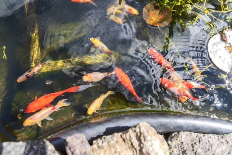 48 Sapphire Drive Hairini_28