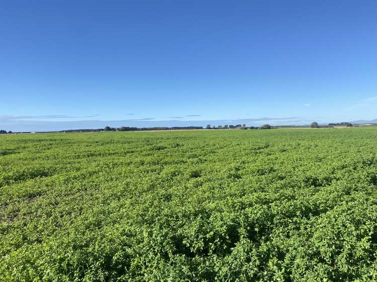 Bristol Road Pareora_0