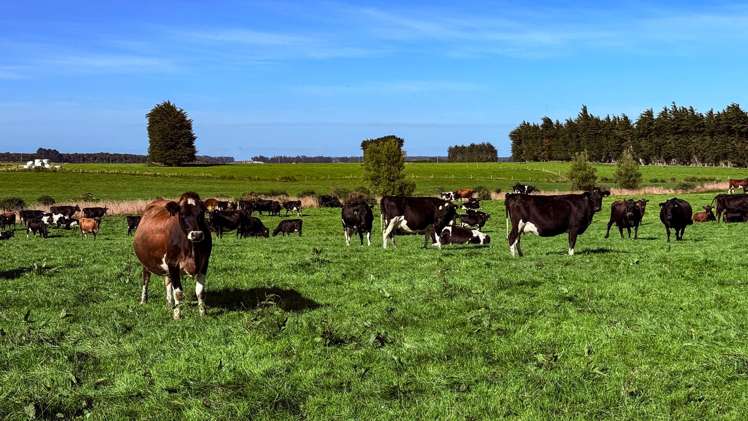 81 Tapper Road Mokotua_6