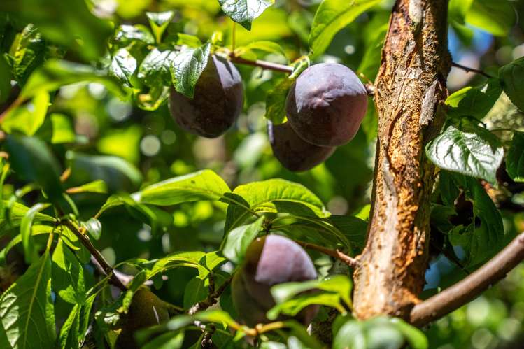 12 Lionel Place Mapua_27