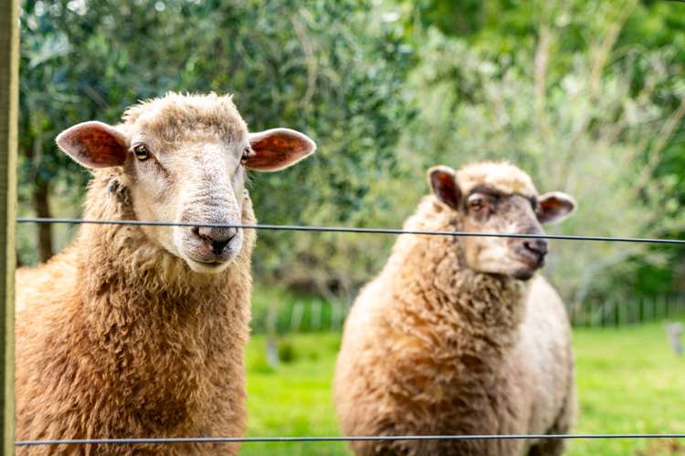 35 Poplar Glade Mangawhai_31