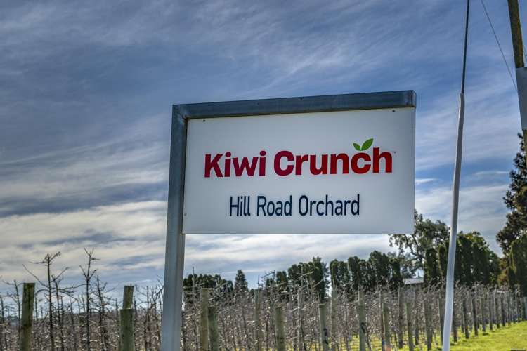 Kiwi Crunch Orchard Portfolio Twyford_21