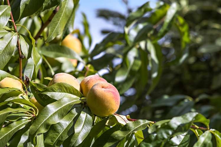 605 Matakana Road Warkworth_11