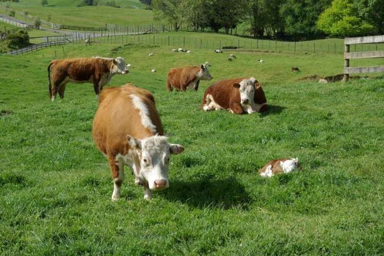 759 State Highway One Wairakei and Surrounds_16