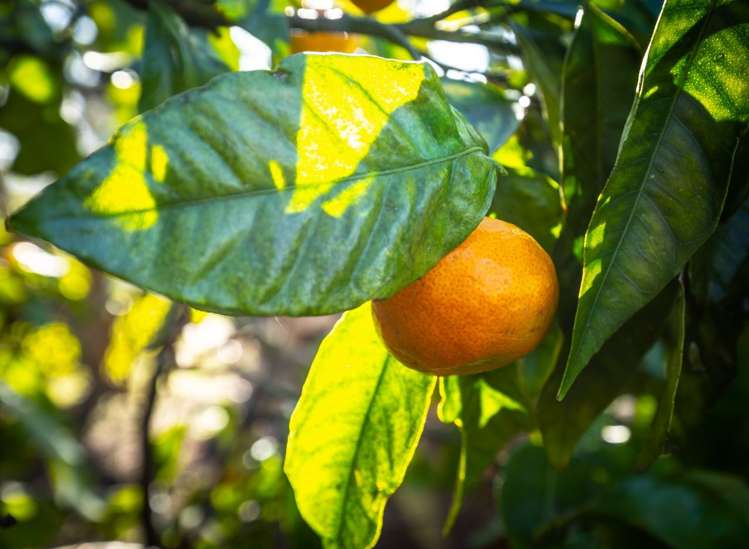 77a Main Street Blenheim Central_21