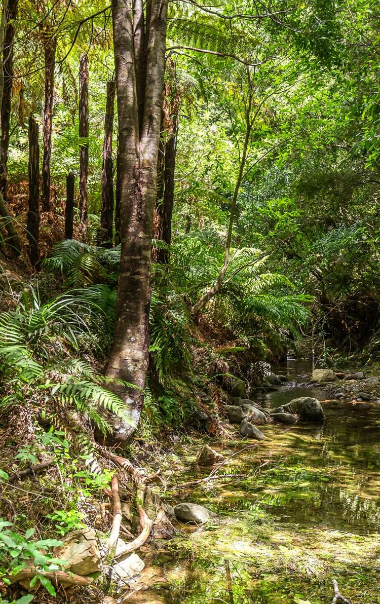 194 Cable Bay Road Hira_22