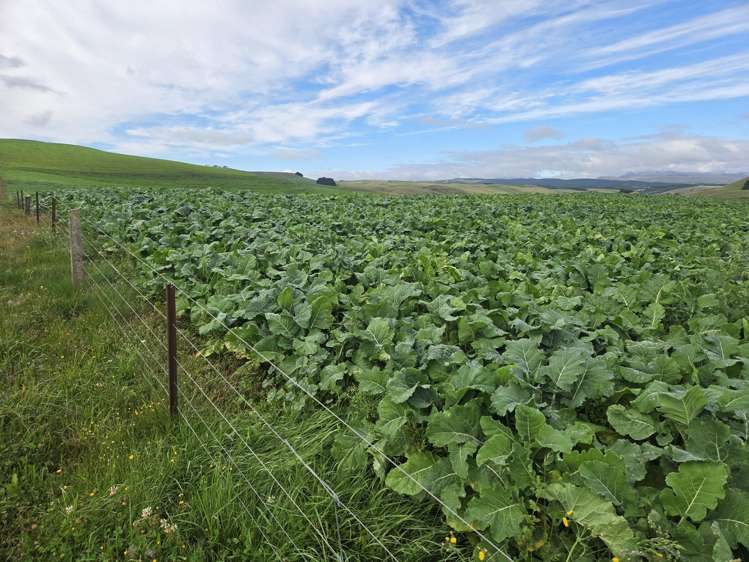 22 Tokarahi-Duntroon Road Tokarahi_11