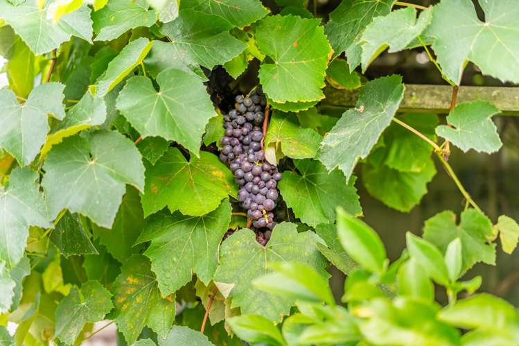 25 Molloys Road Te Marua_11