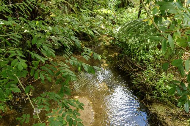 257D Whakamarama Road Whakamarama_3