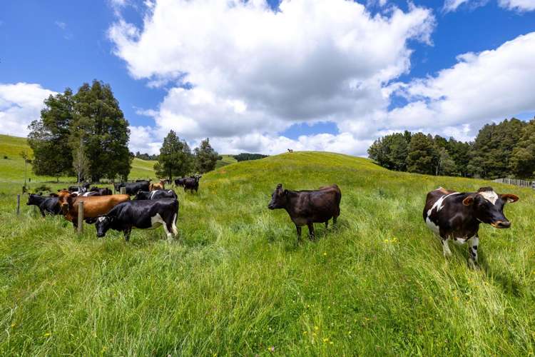 467A Te Mata Road Raglan_12