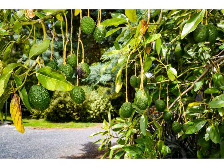 15 Quinces Landing Kerikeri_8