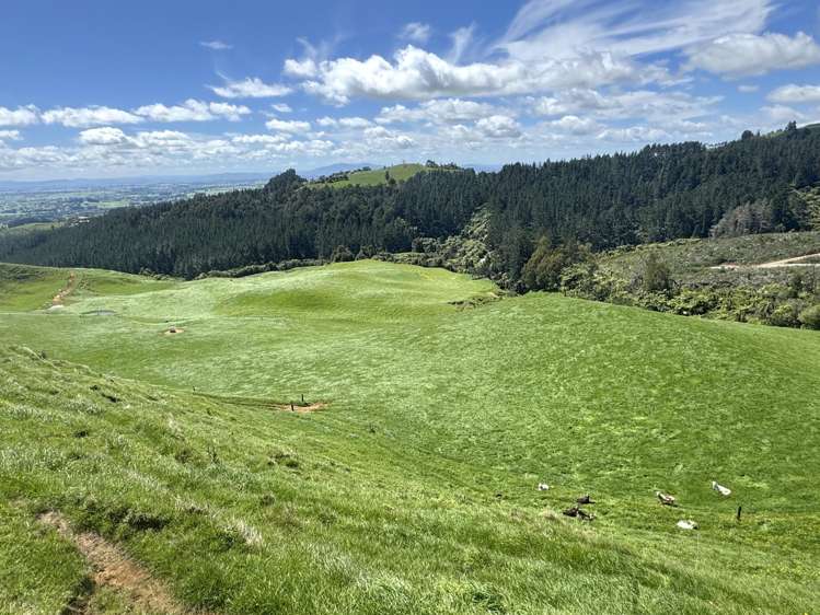 3/585 O'Shea Road Pirongia_12