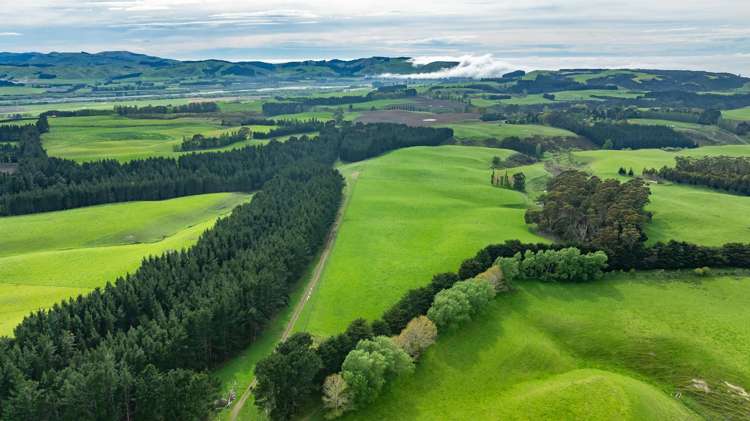 1241 Blythe Road Domett_23