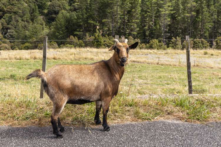 920 Wakamarina Road Havelock_42