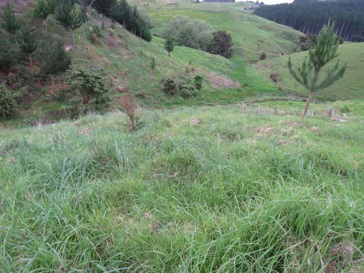 289 Franklin Road Paparoa_13