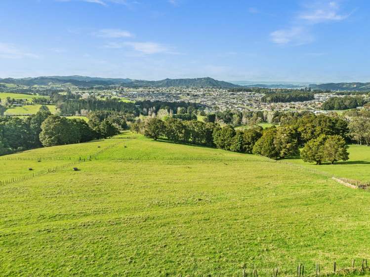 Waitaua Road Kauri_2