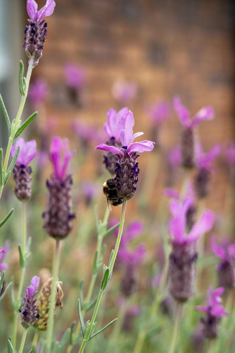 10 Warhol Place Rolleston_27