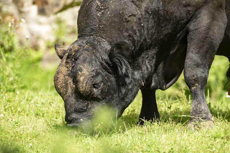 860 McHenrys Road Kurow_30