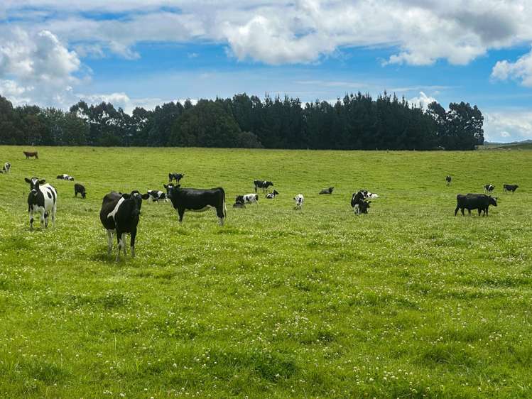 111 Slaughterhouse Road Otautau_9