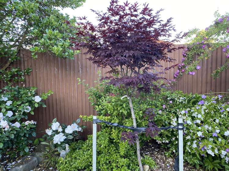 100 Centennial Avenue Waitara_38