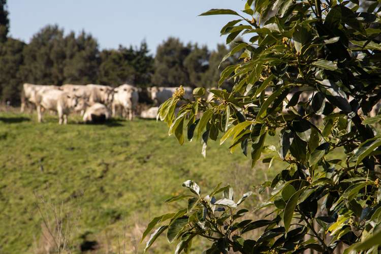 231 Walford Road Aongatete_18