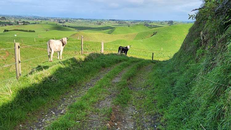 348 Ratapiko Road Ratapiko_18