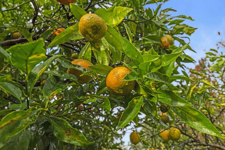 18 Alnwick Street Warkworth_13