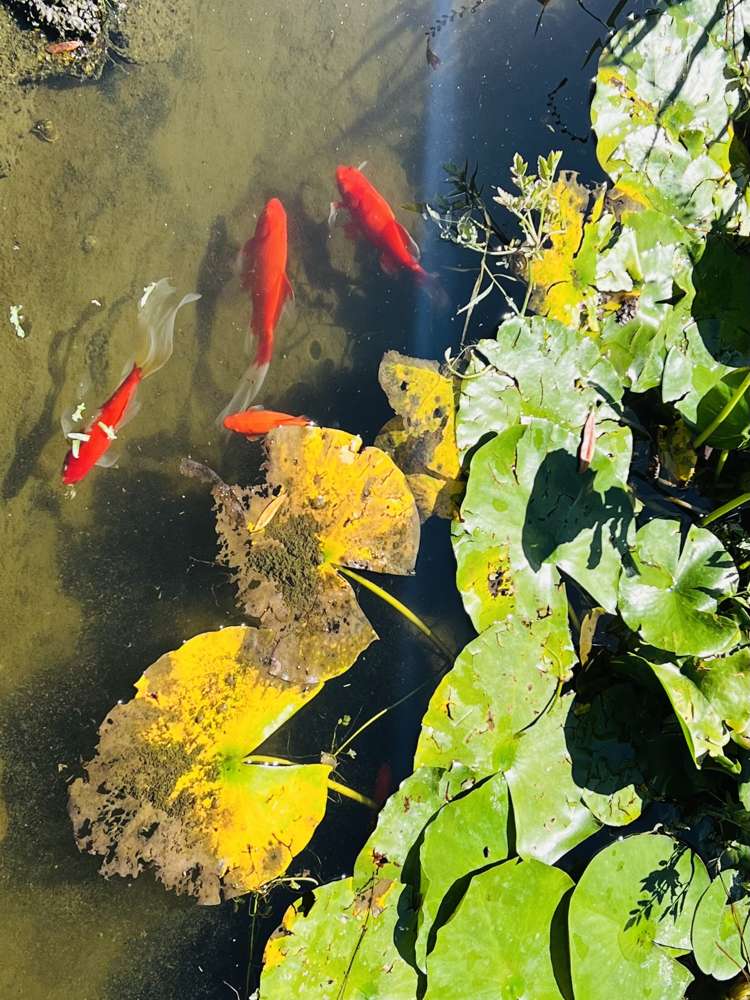 18 Massey Street Kawerau_5