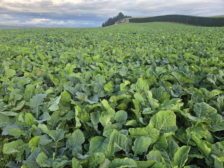 Alma-Maheno Road Maheno_4