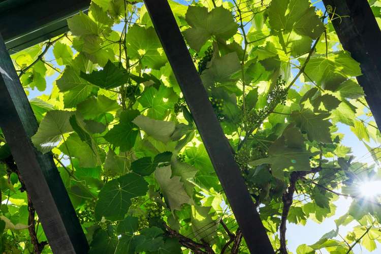 526 Ngunguru Road Glenbervie_10