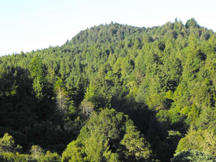 1979 Ongarue Stream Road Waimiha-Ongarue_2