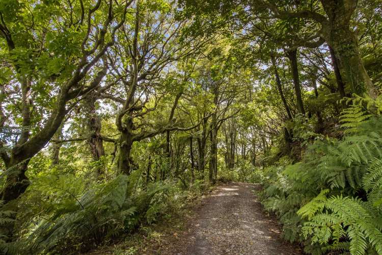 166b Heard Road Waihi_13