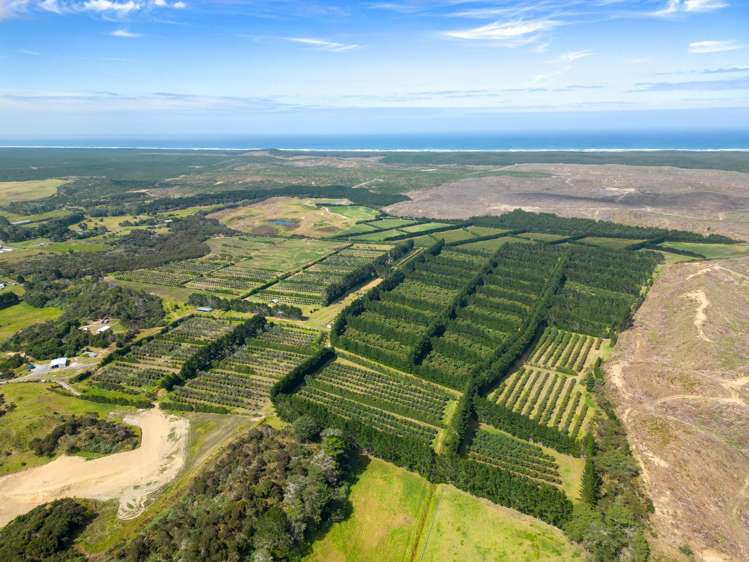 373 Kimberley Road Ngataki_20