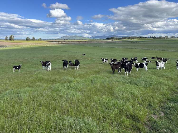 412 Gallagher Road Mossburn_14