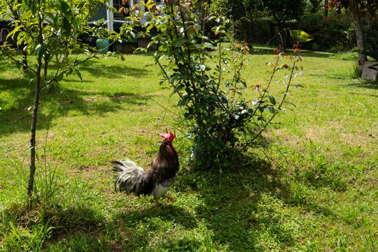 131 Colwill Road Massey_10